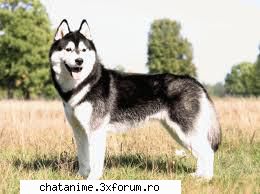 caine husky caini huski