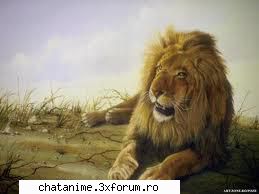 lei - aici lei animale - Forum Demonstrativ