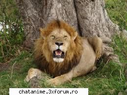 lei - CiocolaTica - Forum Demonstrativ