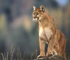 puma - aici puneti animalul puma - Forum Demonstrativ