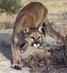 puma - CiocolaTica - Forum Demonstrativ