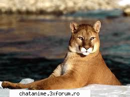 puma - CiocolaTica - Forum Demonstrativ