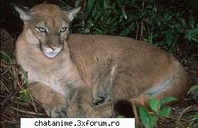 puma - CiocolaTica - Forum Demonstrativ