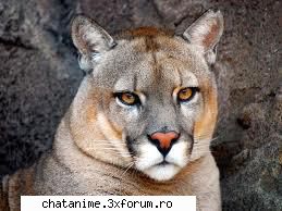 puma - CiocolaTica - Forum Demonstrativ
