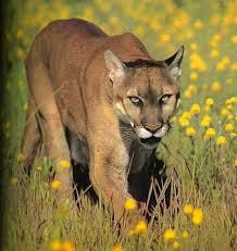 puma - CiocolaTica - Forum Demonstrativ