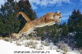 puma - CiocolaTica - Forum Demonstrativ
