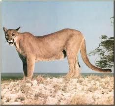 puma - CiocolaTica - Forum Demonstrativ